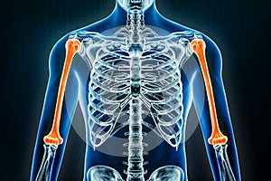 Humerus x-ray. Osteology of the human skeleton, arm or upper limb bones and 3D rendering illustration. Anatomy, medical, science,