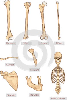 Humerus, tibia, femur, fibula, clavicle, sternum, scapula, mandible, axial skeleton detailed medical illustrations . Latin medical photo