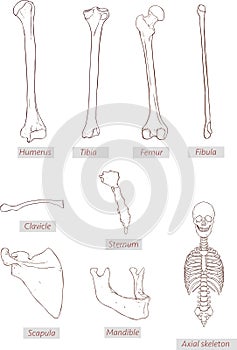 Humerus,tibia,femur,fibula,clavicle,sternum,scapula,mandible,axial skeleton detailed medical illustrations .