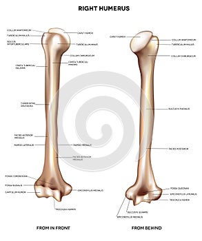 Humerus- upper arm bone