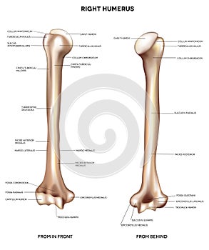 Humerus- upper arm bone photo