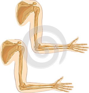 Humerus photo