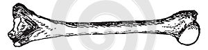 Humerus, vintage engraving