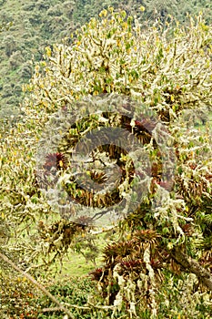 Humid andean moor landscape in Oyacachi, Ecuador