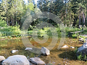 Humid Biotope in Upper Bavaria