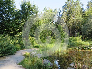 Humid Biotope in Upper Bavaria