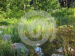 Humid Biotope in Upper Bavaria