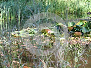 Humid Biotope in Upper Bavaria