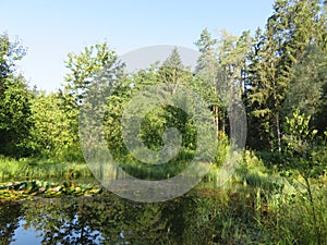 Humid Biotope in Upper Bavaria