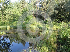 Humid Biotope in Upper Bavaria