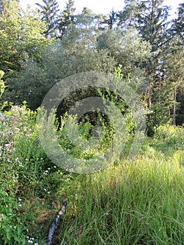 Humid Biotope in Upper Bavaria