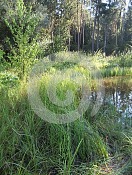 Humid Biotope in Upper Bavaria