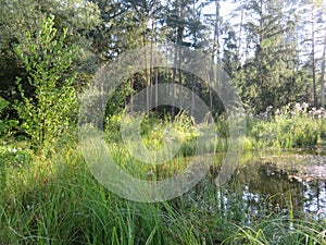 Humid Biotope in Upper Bavaria