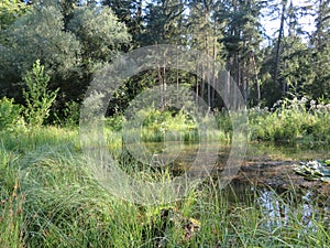 Humid Biotope in Upper Bavaria