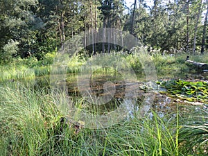 Humid Biotope in Upper Bavaria