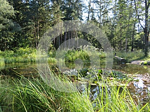 Humid Biotope in Upper Bavaria