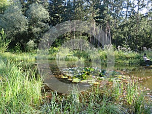 Humid Biotope in Upper Bavaria