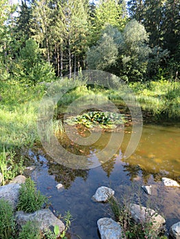 Humid Biotope in Upper Bavaria