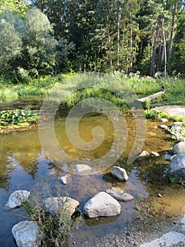 Humid Biotope in Upper Bavaria