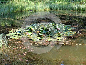 Humid Biotope in Upper Bavaria