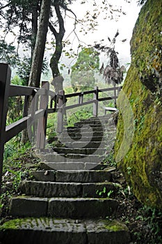 Humid and damp old stair climbing steps in deep forest