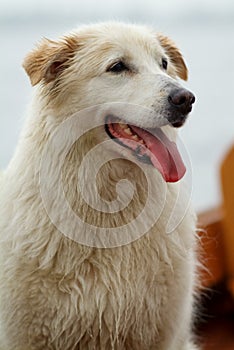 A humid dog with white/orange colored fur