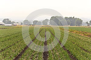 Humid Farm Landscape