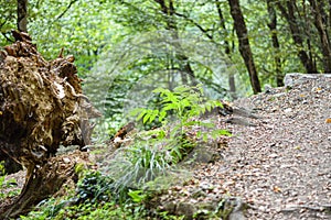 humid forest and green nature