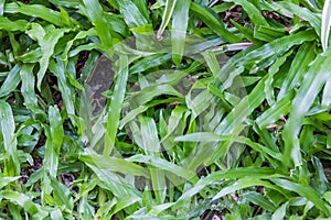 Humid green grass