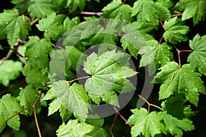 Humid green leaves