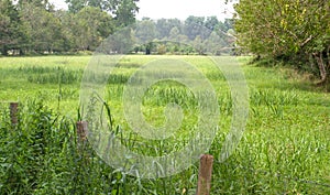 Humid meadow of the marsh in the French Green Venice