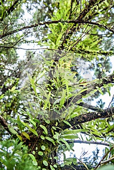 Humid plants