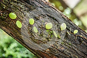 Humid plants