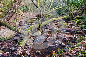 Humid riverine European forest