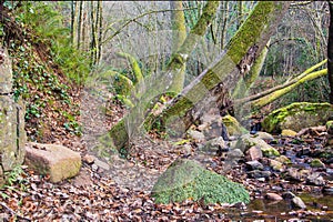 Humid riverine European forest