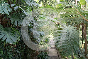 Humid tropical forest 1