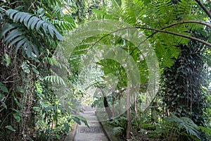 Humid tropical forest 2