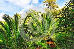 Humid tropical jungle.