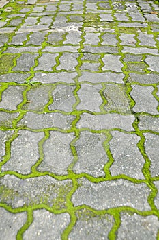 Humid walkway with moss.