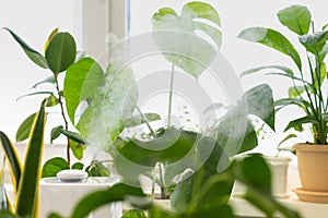 humidifier in the apartment among the plants, air entrainment and purification in the opotypical season, air freshener
