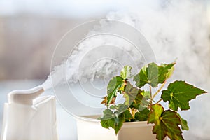 Humidifier at the window near home plant