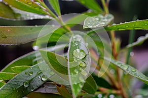 Humidity. Dew collects on leaves in humid weather.