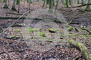 Humidity in winter forest with marsh for boars in woods