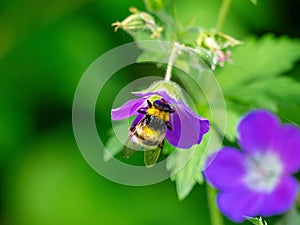 Hummel hoverfly on a flower