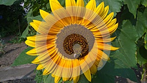 Hummel on the sunflower