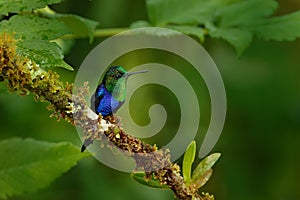 Humminbird frm Colombia  in the bloom flower, Colombia, wildlife from tropic jungle. Wildlife scene from nature. Hummingbird with