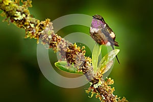 Humminbird frm Colombia  in the bloom flower, Colombia, wildlife from tropic jungle. Wildlife scene from nature. Hummingbird with photo