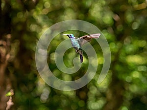 Humminbird in Monteverde