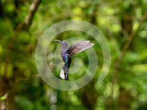 Humminbird in Monteverde