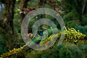 Humminbird in the nature forest habitat. Magnificent Hummingbird, Eugenes fulgens, nice bird, use wide angle lens. Wildlife scene